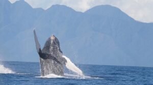 ballena