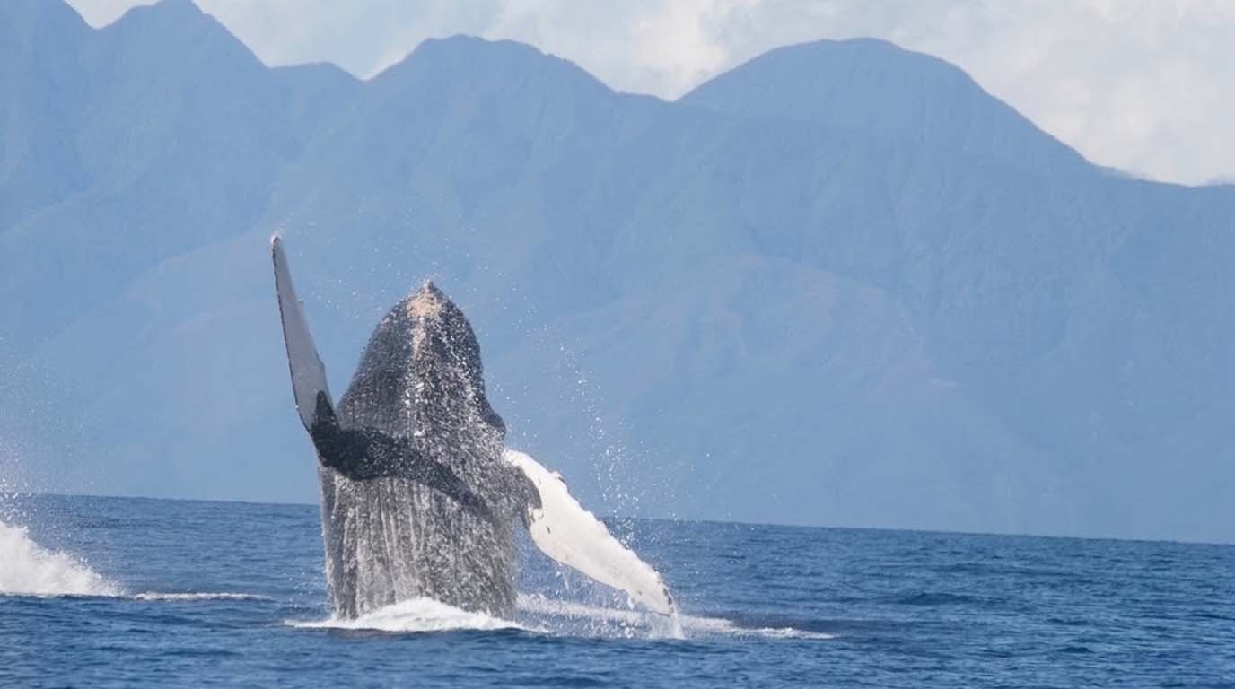 ballena