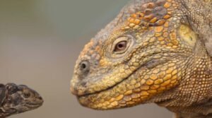 reptil
