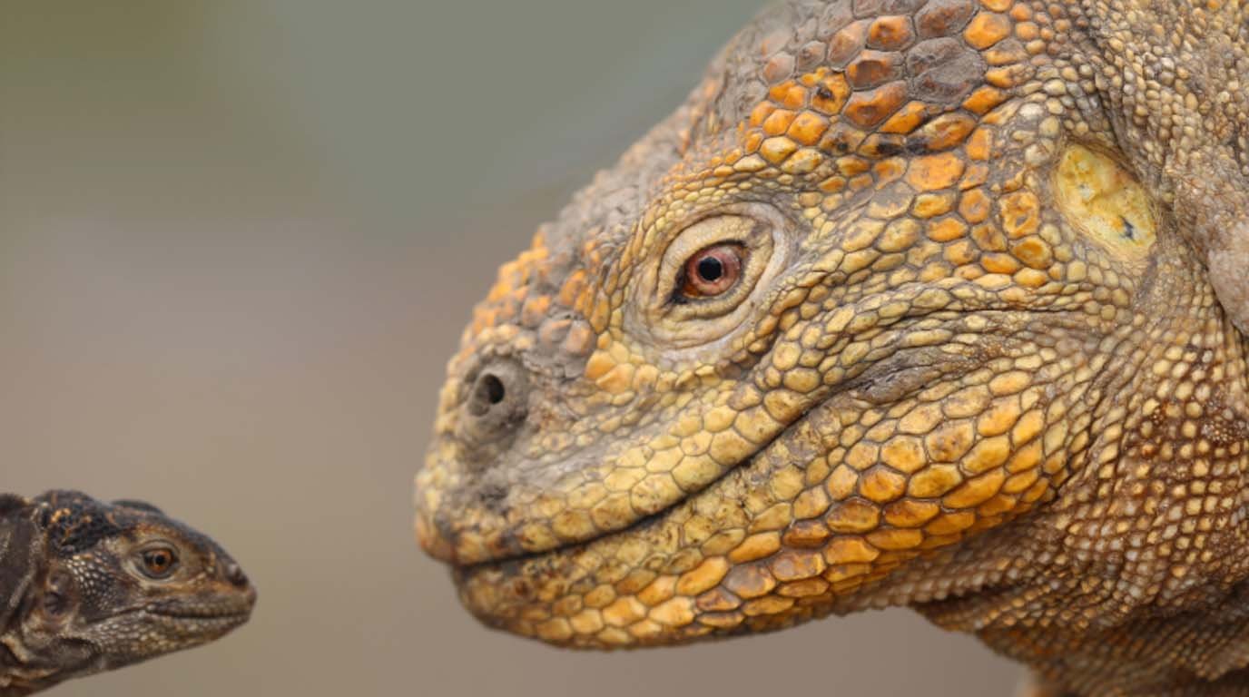 reptil