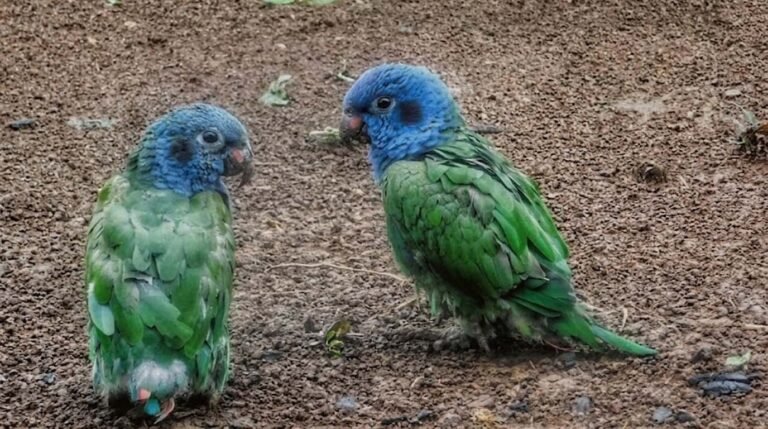 pajaros