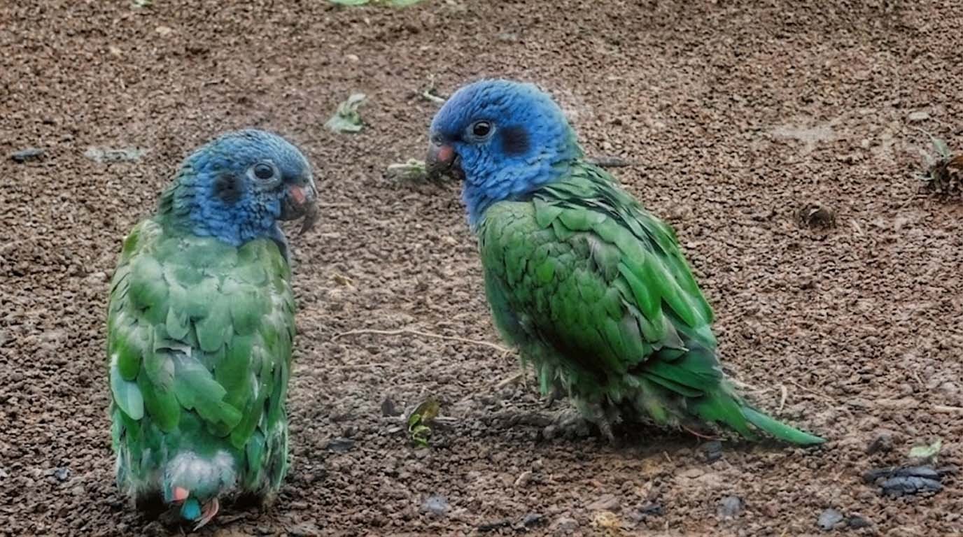 pajaros