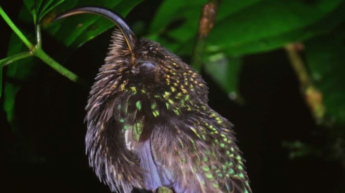 ave