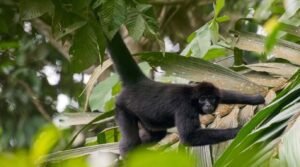 amazonia-bosque
