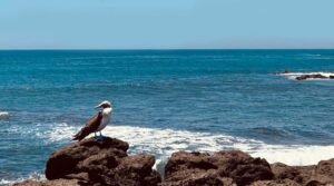 Galápagos