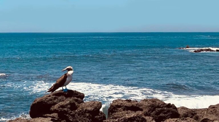 Galápagos