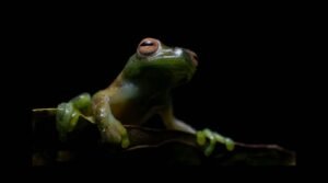 Anfibios