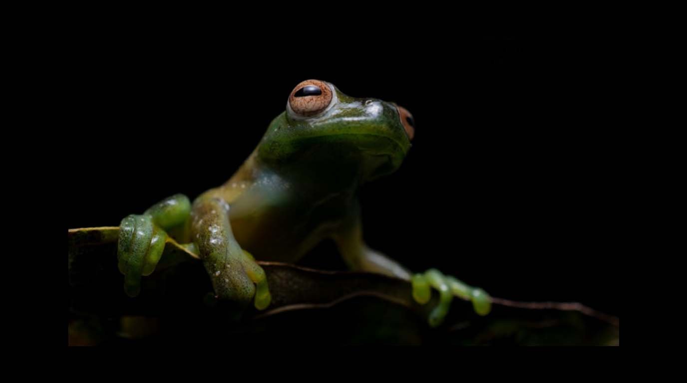 Anfibios